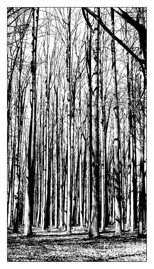 Leafless Forest Photograph by Marcia Lee Jones