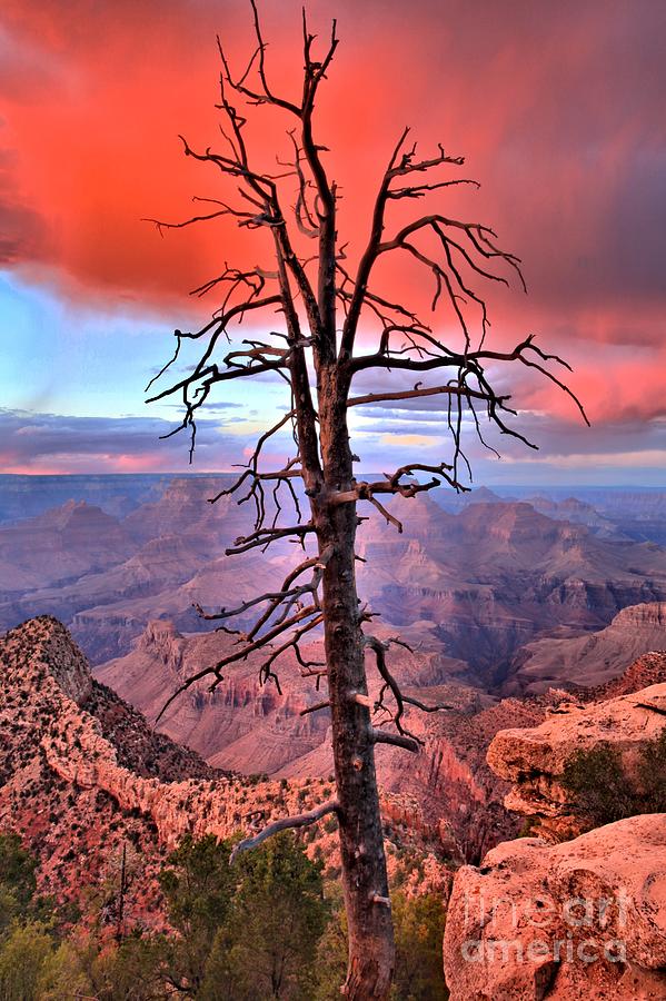 Leafless Sunset Photograph by Adam Jewell