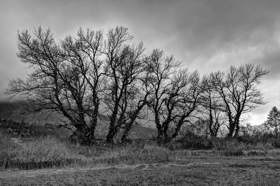 Leafless trees BW Photograph by Ivan Slosar