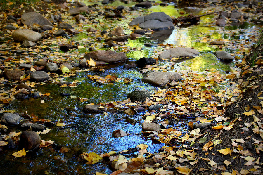 Leafs in the Stream Photograph by Aaron Burrows