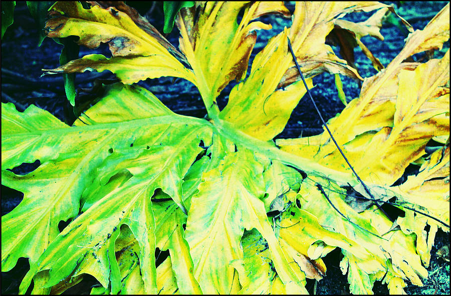 Leafy Allure Photograph by Audrey Robillard