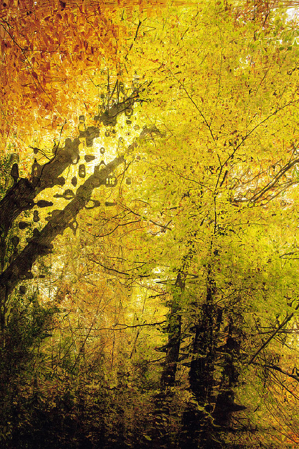 Tree Photograph - Leafy Canopy I by Natalie Kinnear