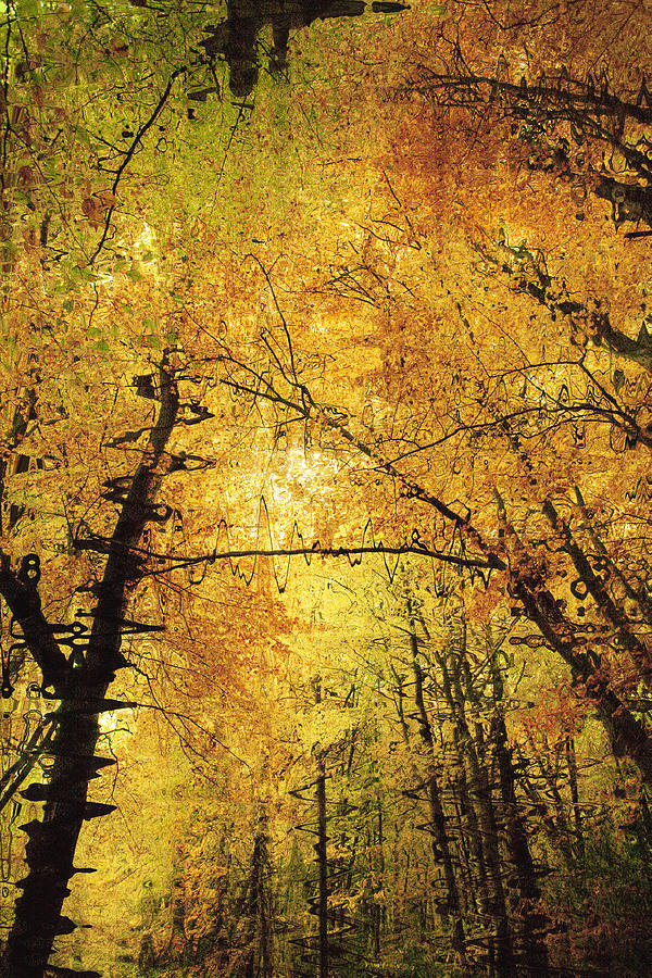Tree Photograph - Leafy Canopy II by Natalie Kinnear