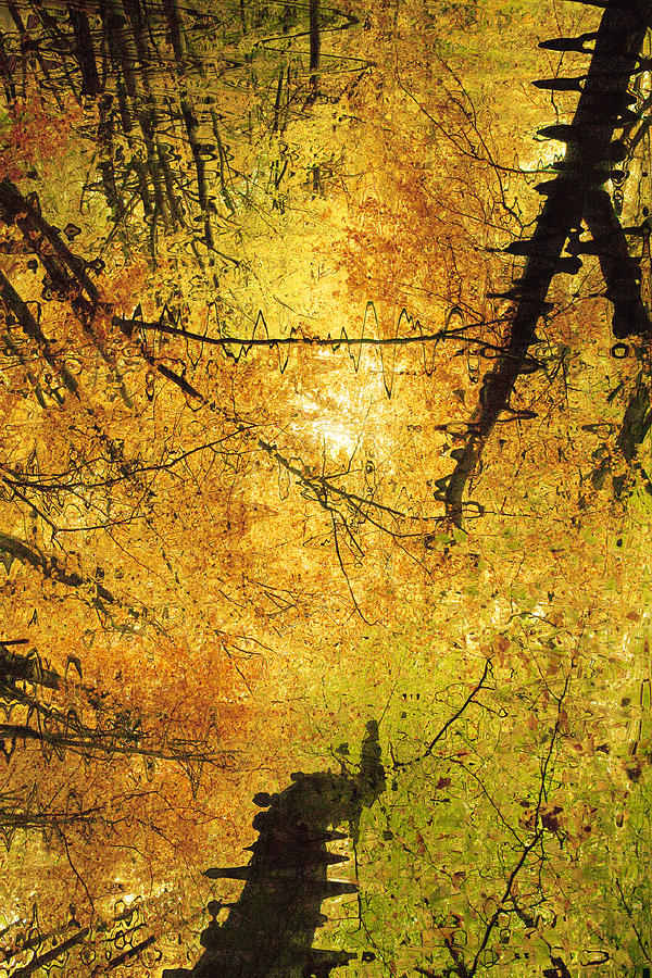 Tree Photograph - Leafy Canopy III by Natalie Kinnear
