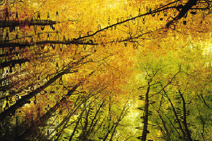 Leafy Canopy V Photograph by Natalie Kinnear - Pixels