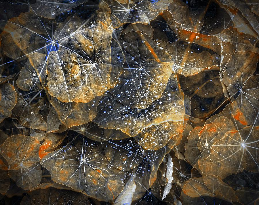 Abstract Photograph - Leafy Cosmos by Wayne Sherriff