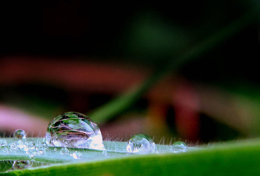Leafy Drop Photograph by Suzy Piatt