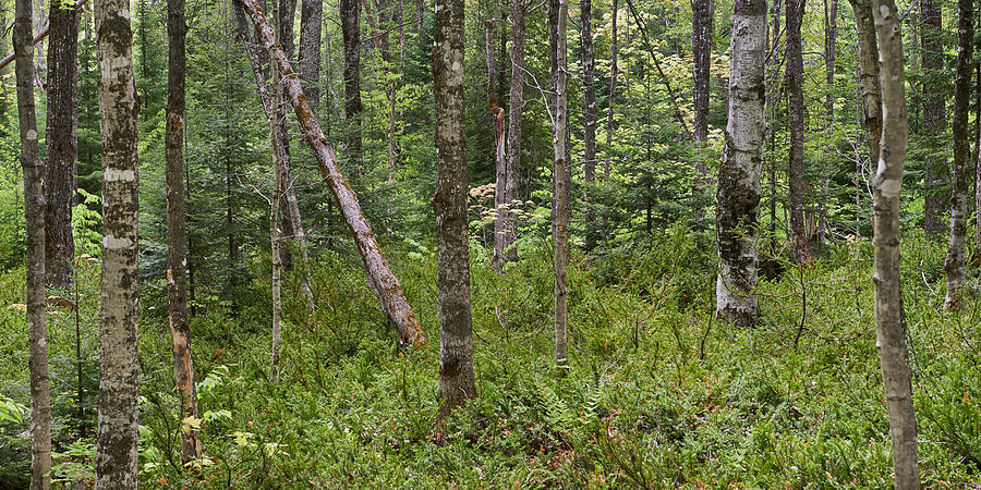Leafy Expanse by Dylan Lees Leafy Expanse by Dylan Lees