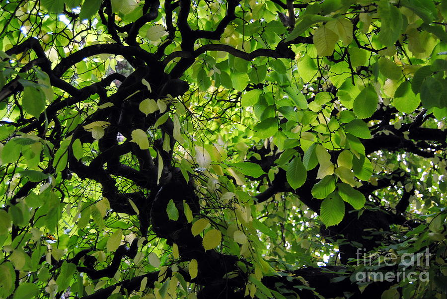 Tree Photograph - Leafy Heaven by Rachael Shaw