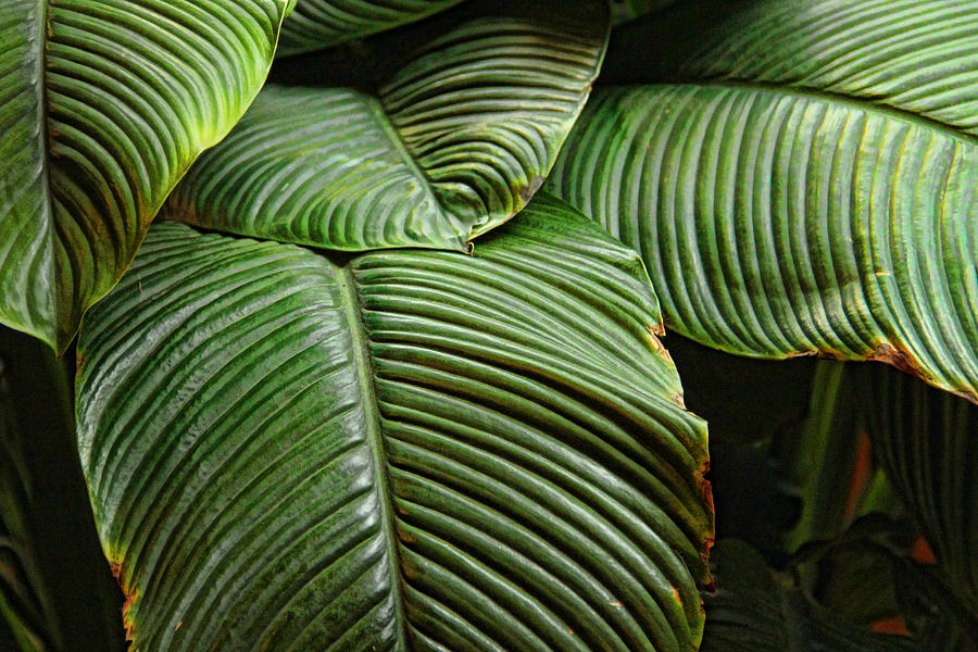 Leafy Lines Photograph by Bill Kesler