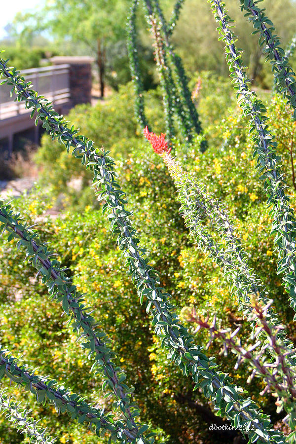 Leafy Ocotillo Photograph by Dick Botkin