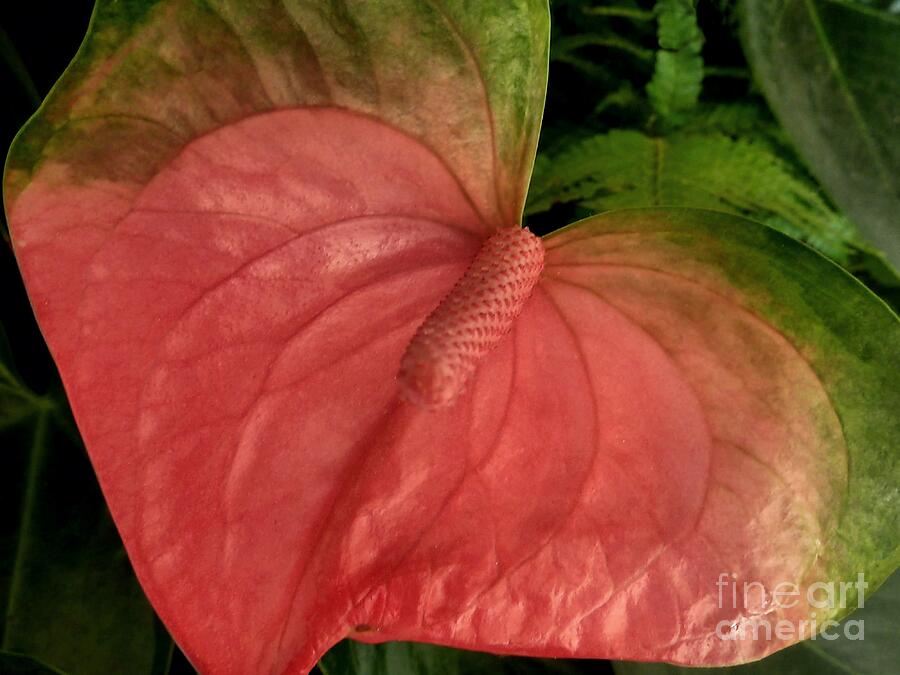 Flowers Still Life Photograph - Leafy Pink Anthurium by Patricia Strand