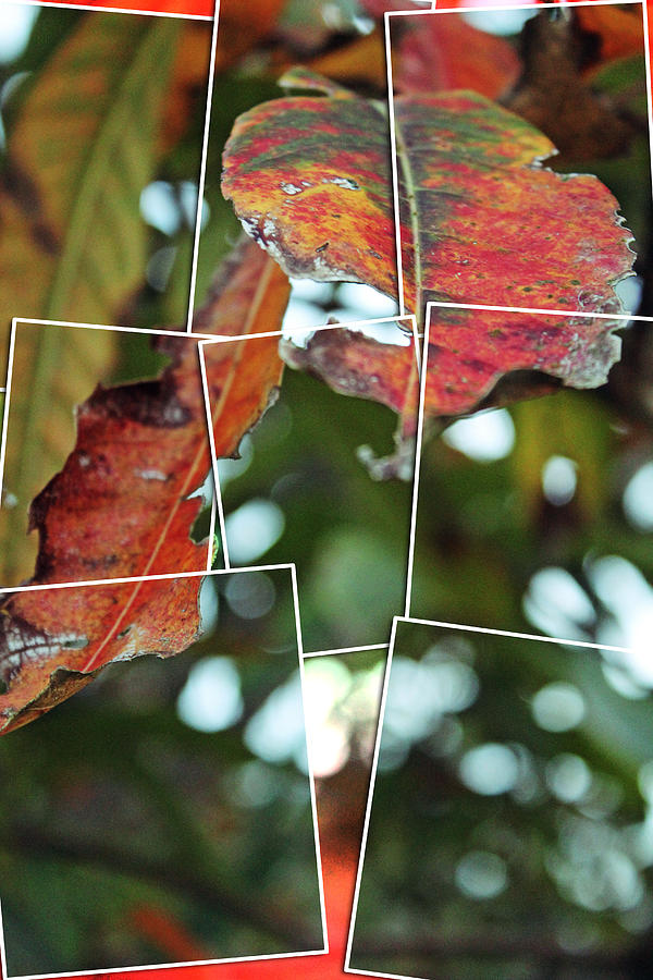 Leafy Puzzle Photograph by Audrey Robillard