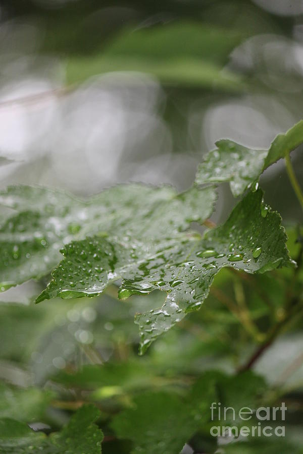 Leafy raindrops Photograph by Jennifer E Doll