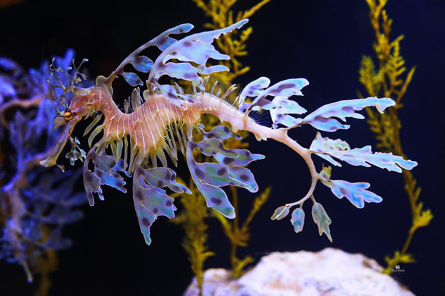Seahorse Photograph - Leafy Sea Dragon - Seahorse by Russ Harris