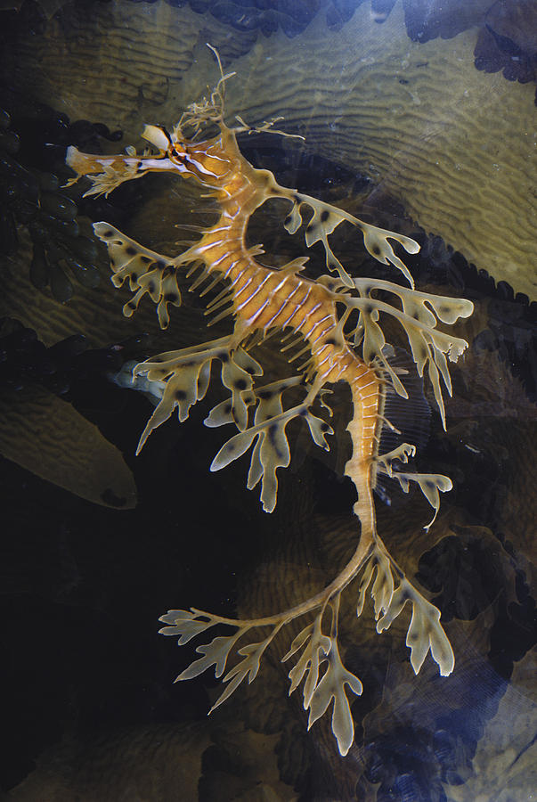 Leafy Sea Dragon Photograph by Dr. Paul Zahl