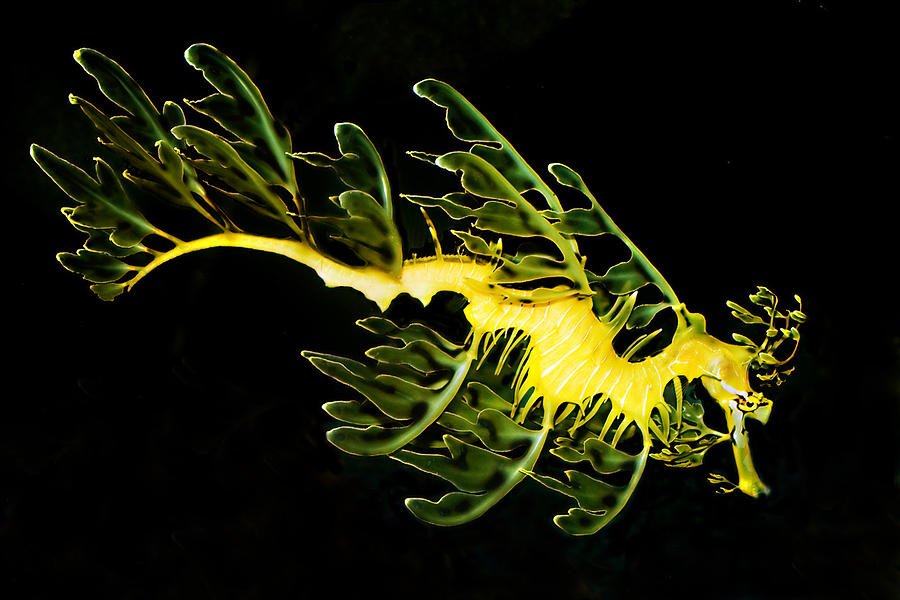 Leafy Sea Dragon Photograph by James Roemmling