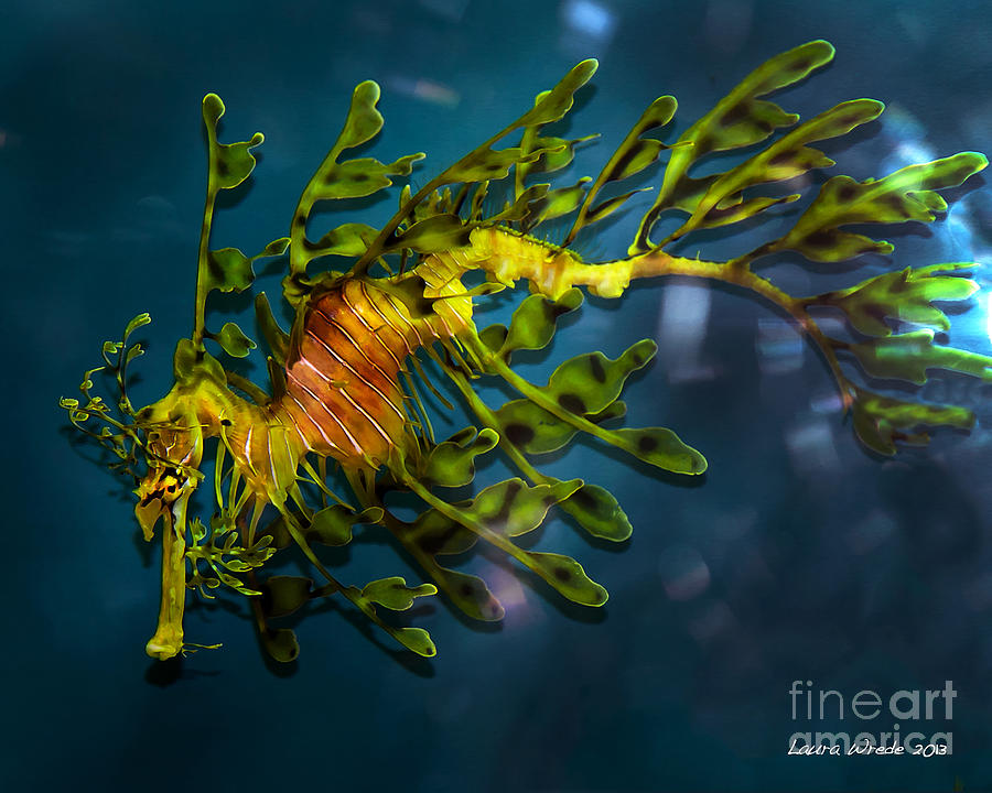 Leafy Sea Dragon Photograph by Artist and Photographer Laura Wrede
