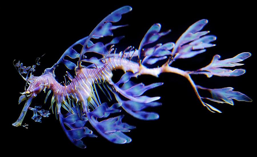 Dragon Photograph - Leafy Sea Dragon by Paulette Thomas