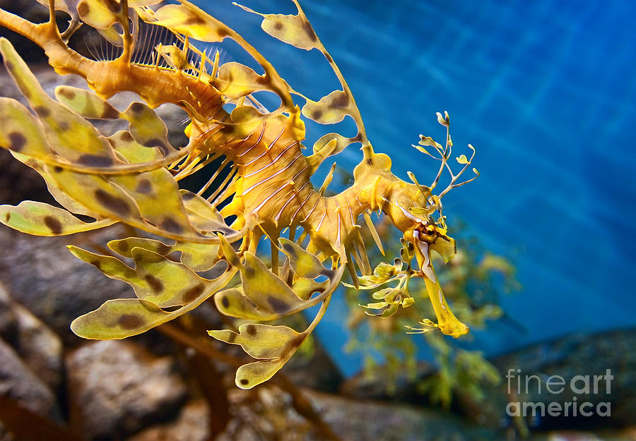 Animal Photograph - Leafy Sea Dragon Phycodurus eques. by Jamie Pham