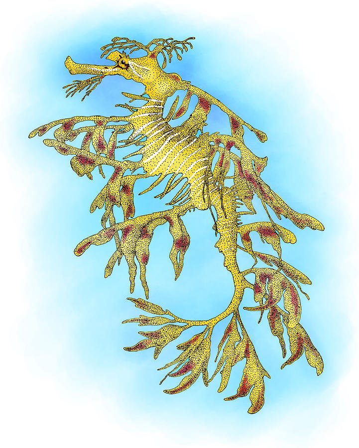 Leafy Sea Dragon Photograph by Roger Hall