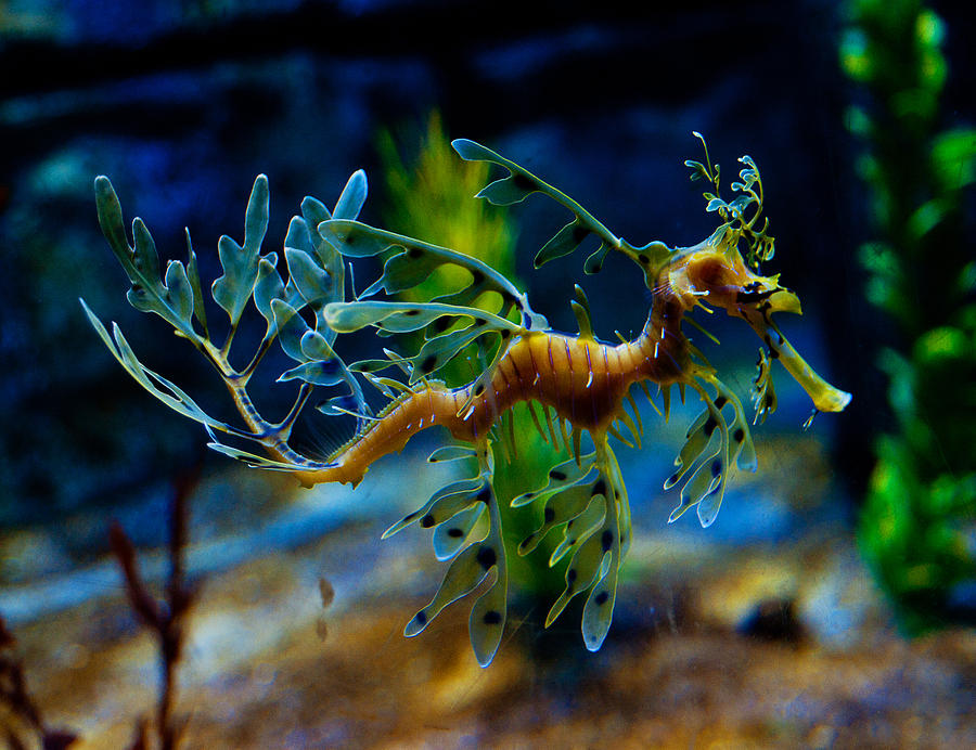 Leafy Sea Dragon Photograph by Tim Nichols