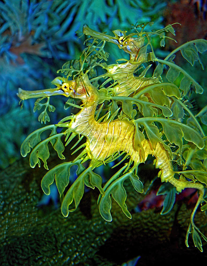 Leafy Sea Dragons Photograph By Donna Proctor