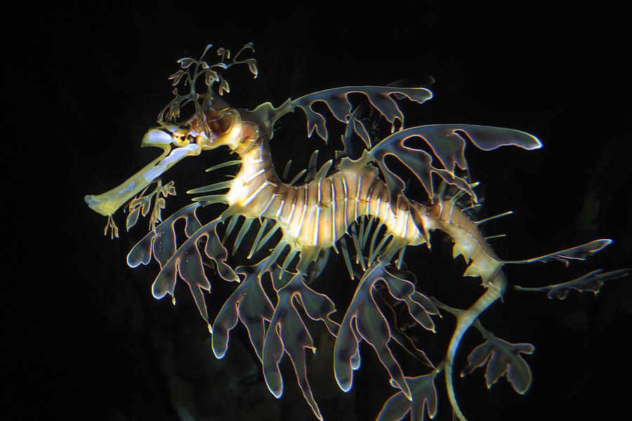 Leafy Seadragon Photograph by Greg Ochocki