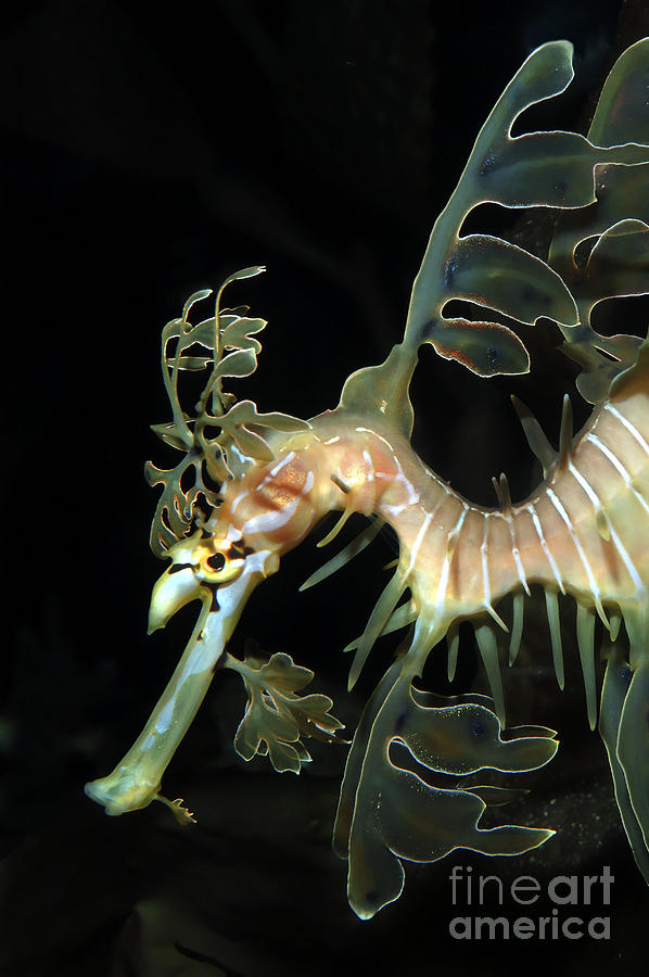 Leafy Seadragon Photograph by Gregory G. Dimijian