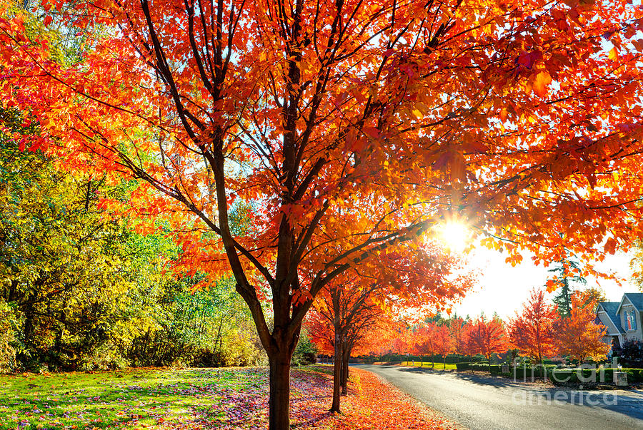 Fall Photograph - Leafy suburbs brilliant color by Jo Ann Snover