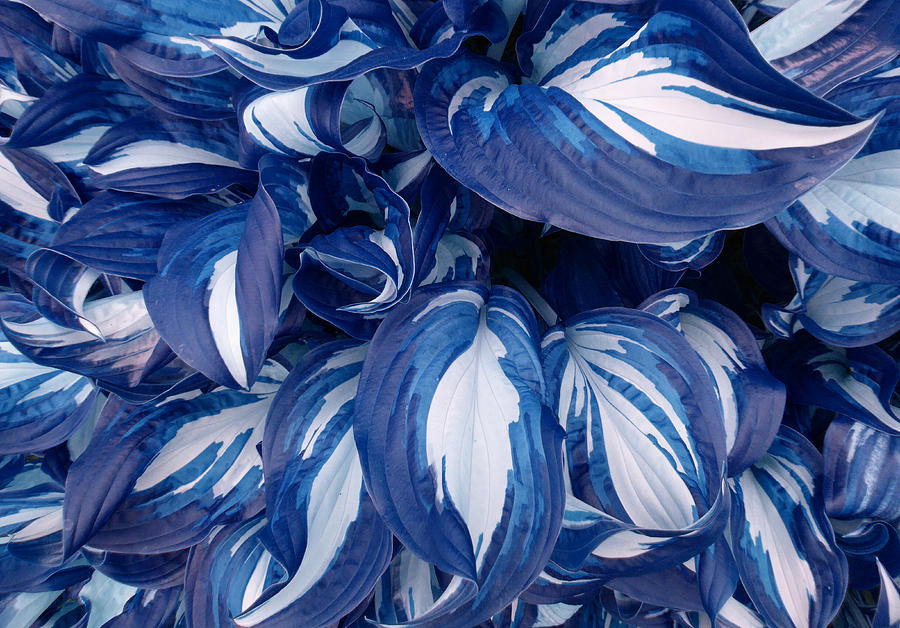 Leafy Swirl Blue Photograph by Laurie Tsemak