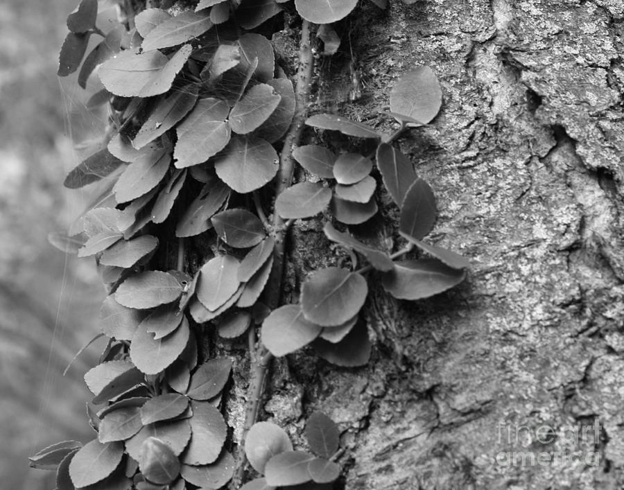 Leafy Vine On Tree Trunk Photograph by Smilin Eyes Treasures
