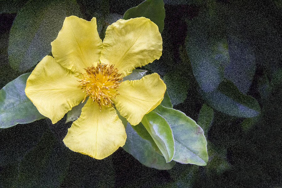 Leafy Yellow Flower Digital Art by Photographic Art by Russel Ray Photos