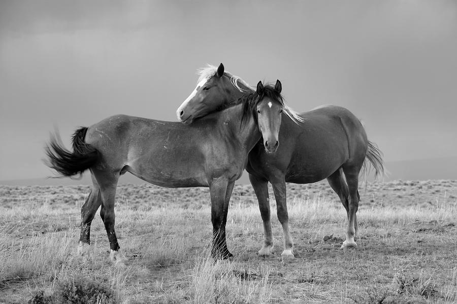 Lean on Me B and W Wild Mustang Photograph by Rich Franco