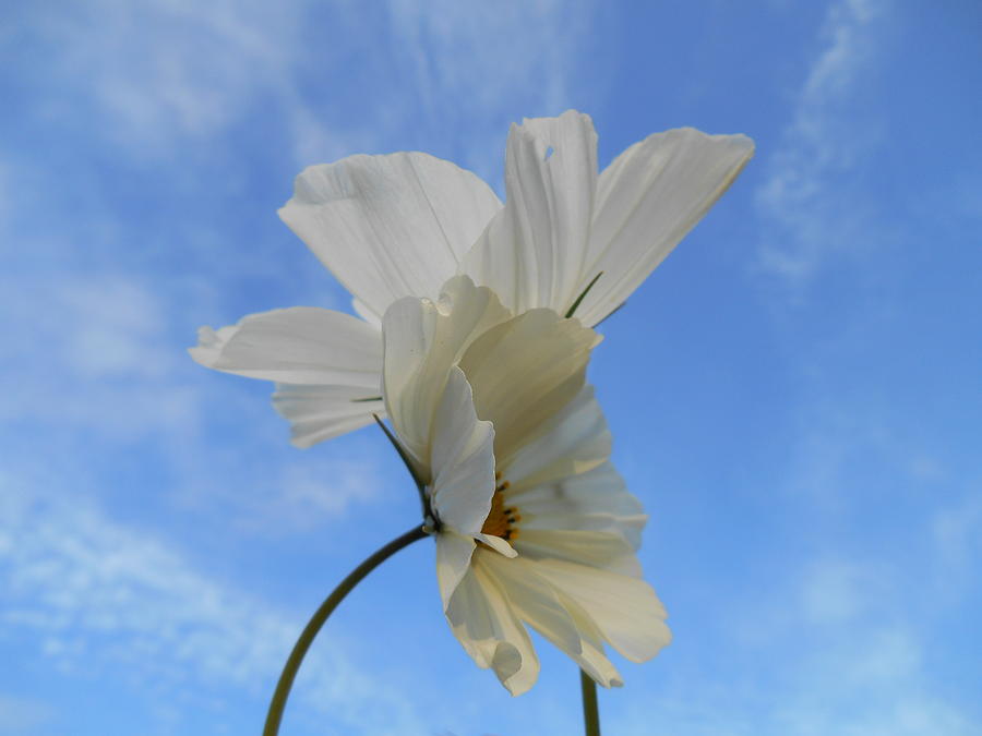 Flower Photograph - Lean On Me by Diannah Lynch