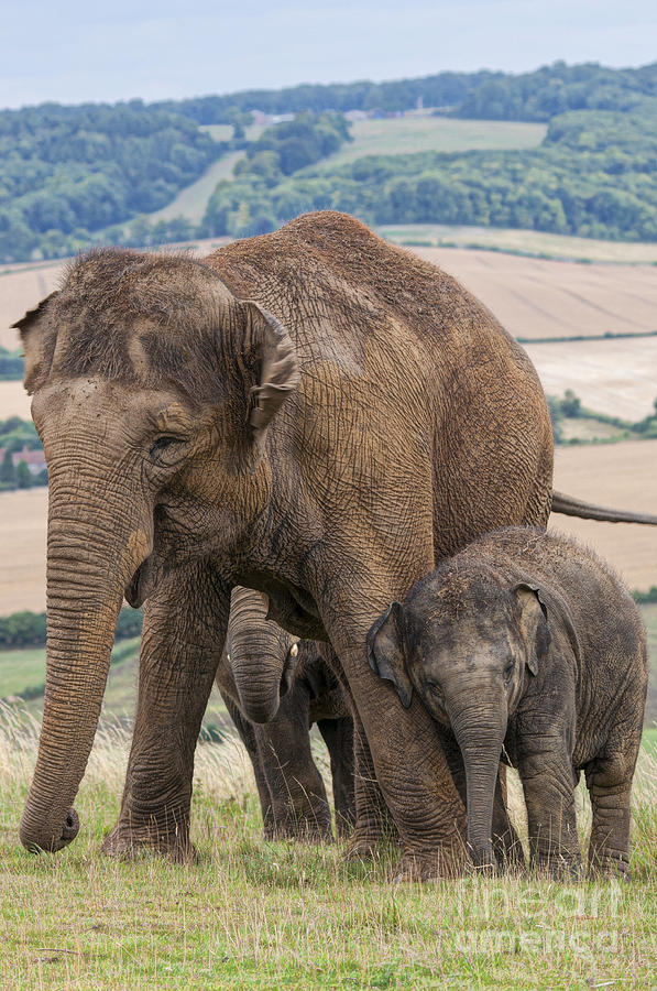 Lean on Me Little Elephant Photograph by Chris Thaxter