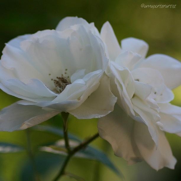 Flower Photograph - Lean On Me White Roses in Annas Gardens by Anna Porter