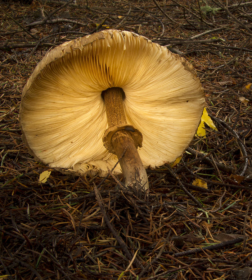 Leaning Fungi Photograph by Jean Noren
