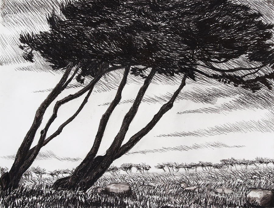 Nature Drawing - Leaning Monterey Cypresses by Philip Tolok