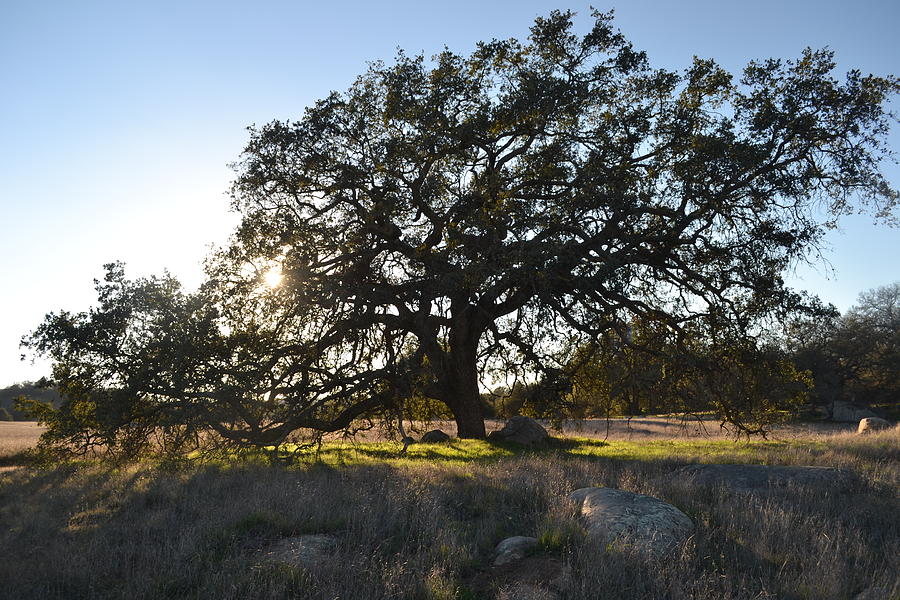 Leaning Oak Photograph by Christine Owens Leaning Oak Photograph by Christine Owens