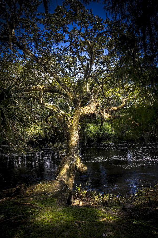 Landscape Photograph - Leaning Oak by Marvin Spates