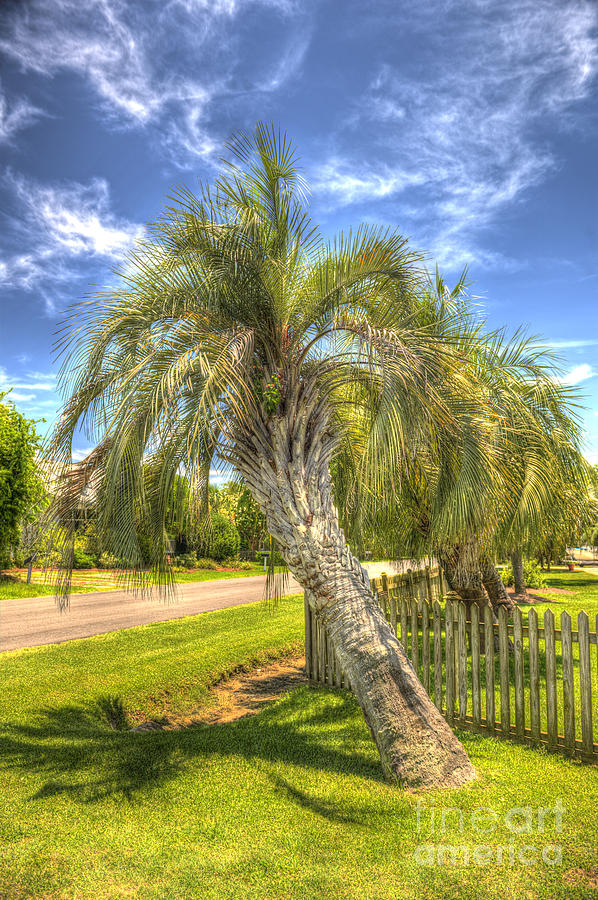 Leaning Palm Photograph by Dale Powell Leaning Palm Photograph by Dale Powell