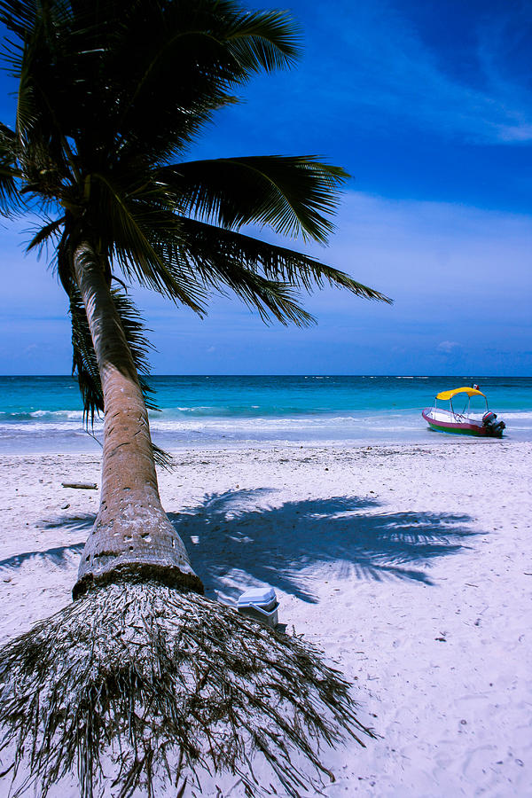 Leaning Palm tree Photograph by Antti Muranen - Fine Art America