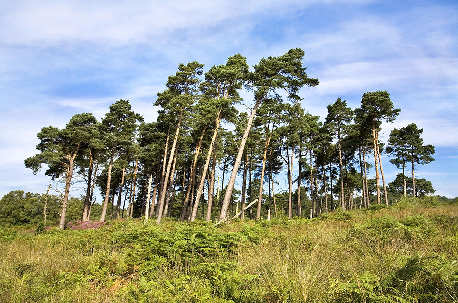 Leaning Trees on the Ashdown Forest Photograph by Natalie Kinnear