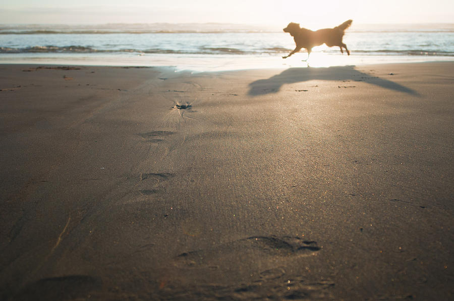 Dog Photograph - Leap In Sun by  Kelly Hayner