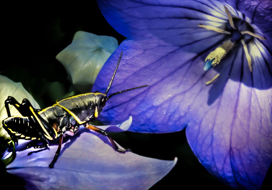 A Bugs Life Photograph - CONTEMPLATION of a PISTIL by Karen Wiles