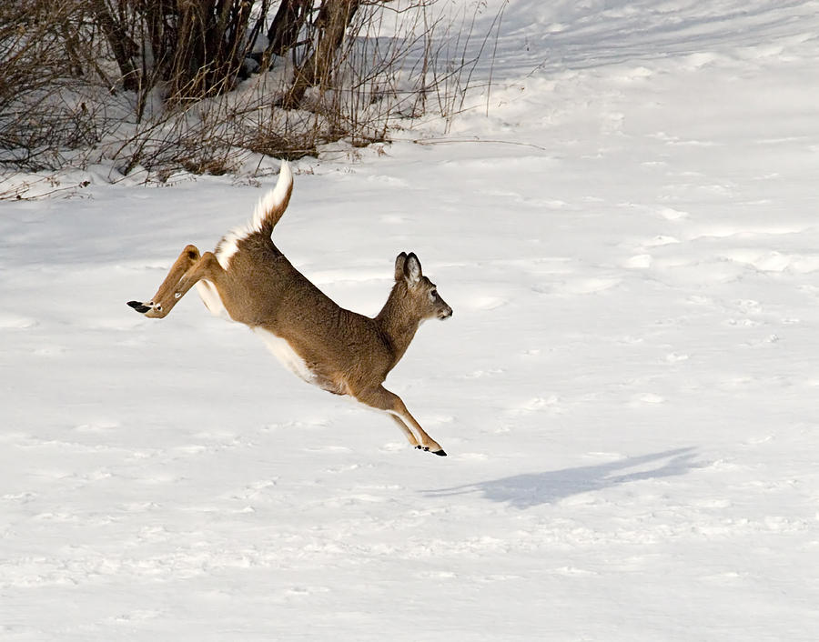 deer in snow Tag - Palm Press