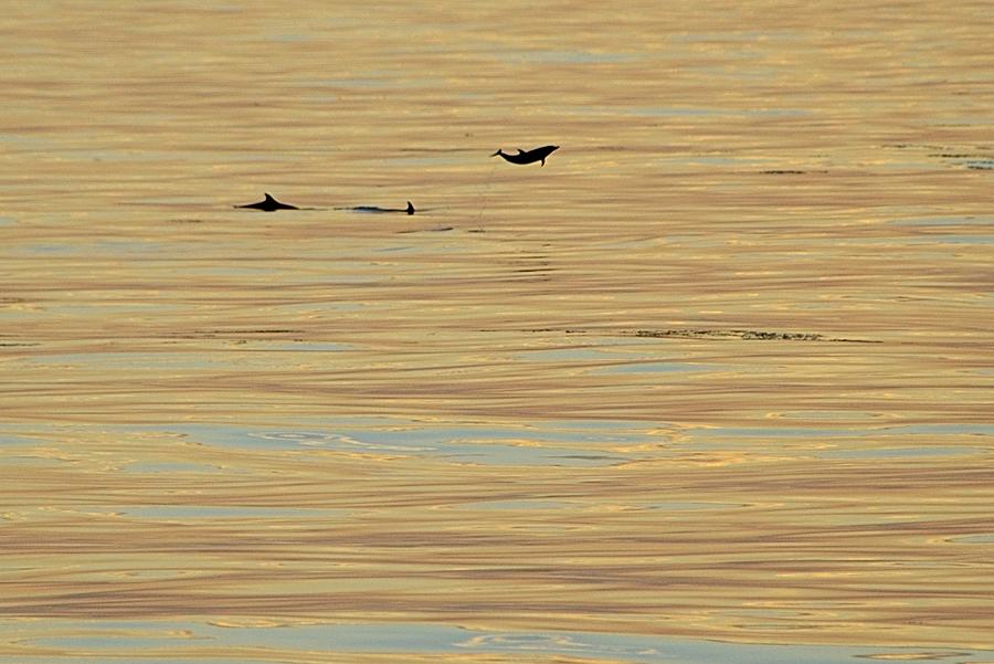 Leaping Dolphin and Golden Sea Photograph by Bradford Martin