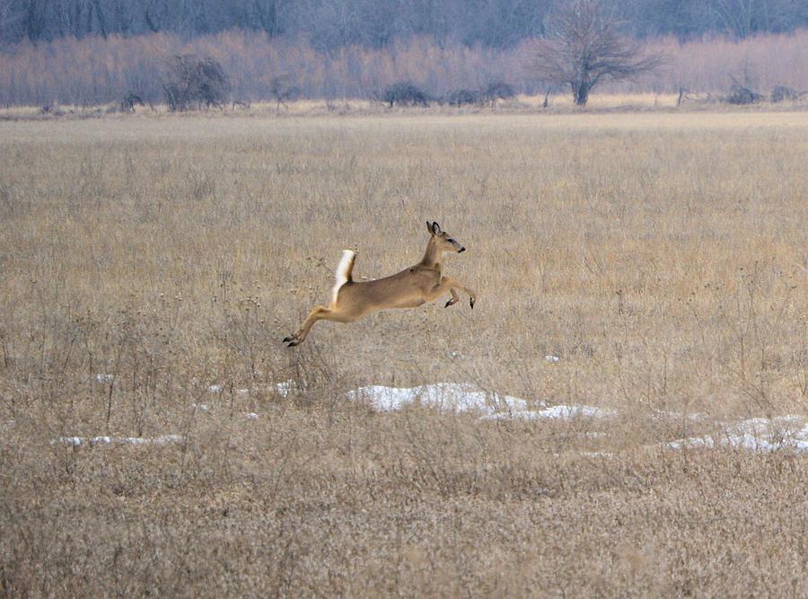 Leaping Photograph by Bonfire Photography