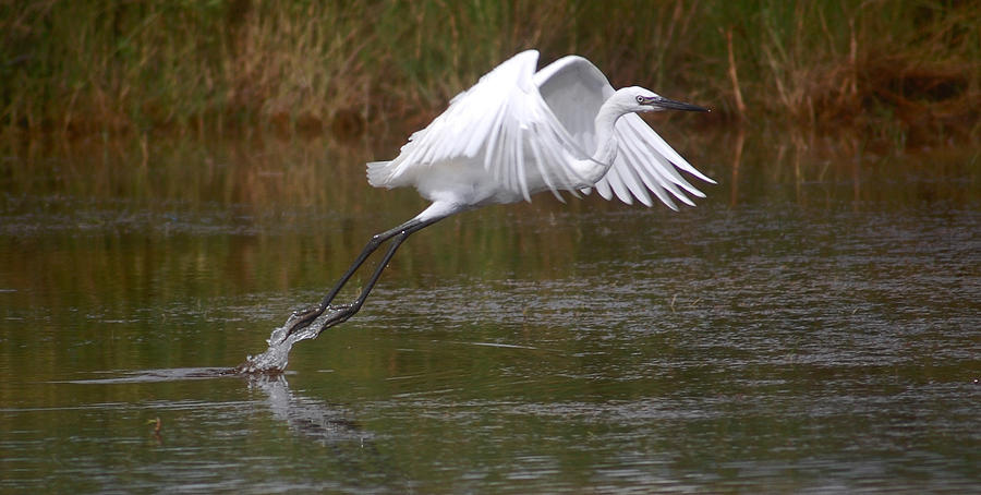 Leaping Egret Photograph by Leticia Latocki